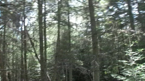 Forest 1 Vídeo Stock 506795