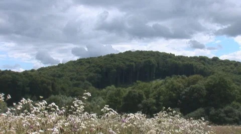 Forest 1 Stock Footage 8156303