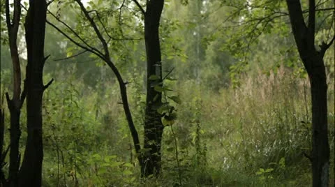 Forest 1 Stockbeeldmateriaal 20514534