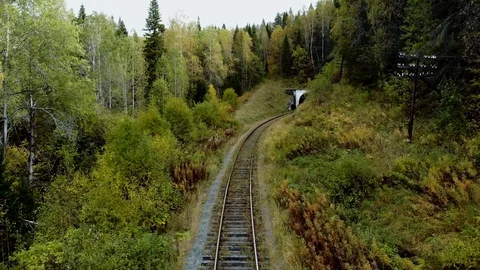 Forest 1 Stock Footage 99818025