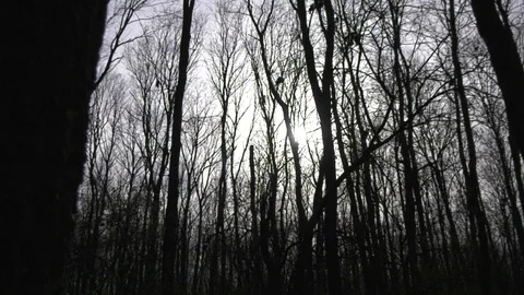 Forest 1 Vídeos de archivo 127119899