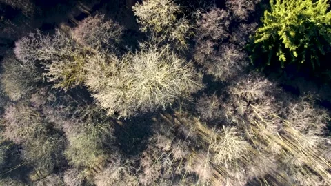 Forest 1 Stock Footage 130443496