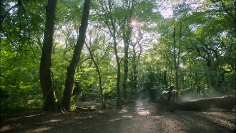 FOREST 1 Video stock 306409171