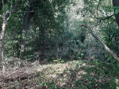 Forest 1 Stock Photos