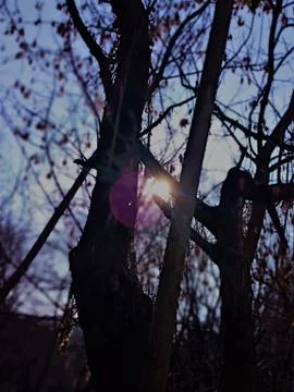 Forest 1 스톡 사진