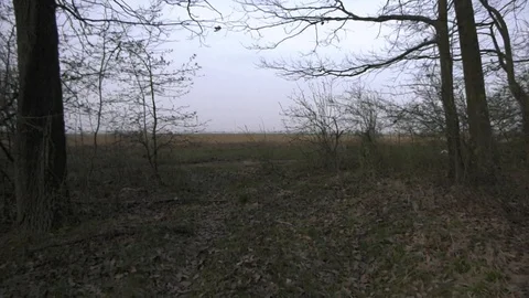 Forest 10 Vídeos de archivo 127120286