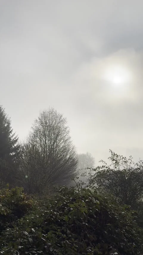 Forest 10 Stock Footage 291293206