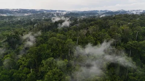 FOREST 10 Stock-Footage 297738836