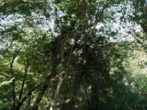 Forest 10 스톡 사진