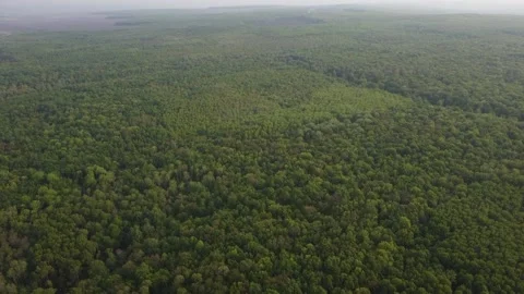 Forest 106 스톡 동영상 155705263