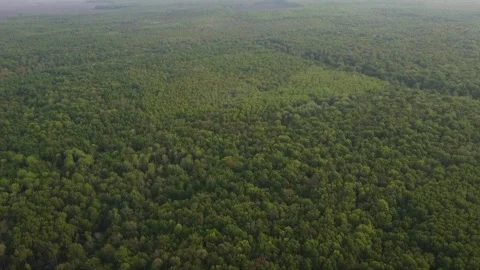 Forest 107 Stock Footage 155704115