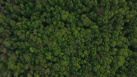 Forest 108 Stock Footage 155705273