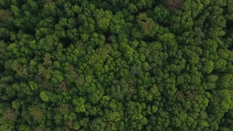 Forest 109 Stock Footage 155705901