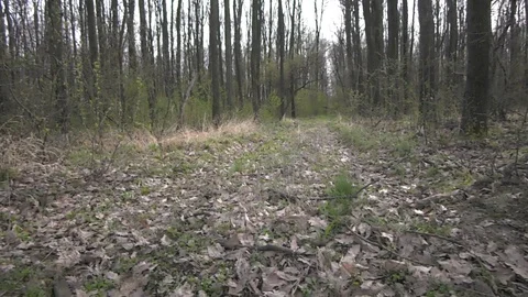 Forest 11 Vídeos de archivo 127120285