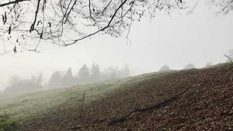 Forest 11 Stock Footage 291293239