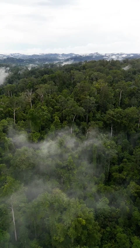 FOREST 11 Stock Footage 297743518