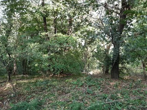 Forest 11 Stock Photos