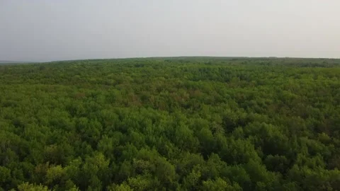 Forest 113 Stock Footage 155705466