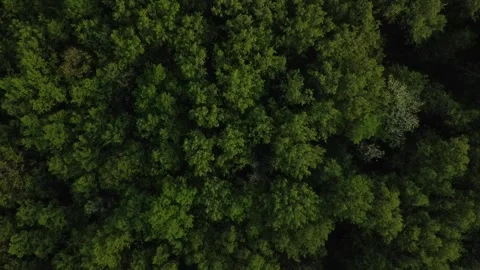 Forest 114 스톡 동영상 155706208