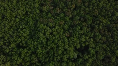 Forest 116 Stock Footage 155708326