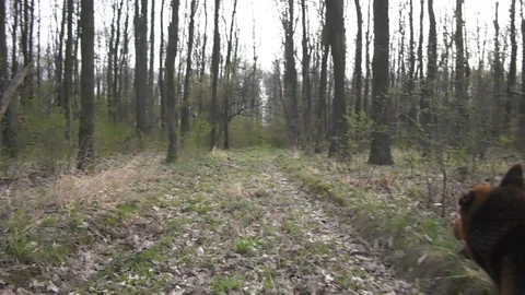 Forest 12 Vídeos de archivo 127120383