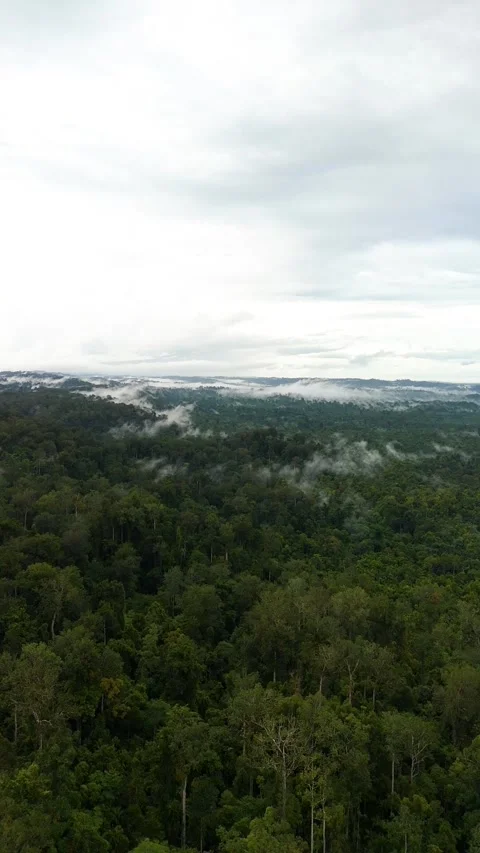 FOREST 12 Stock Footage 297743539