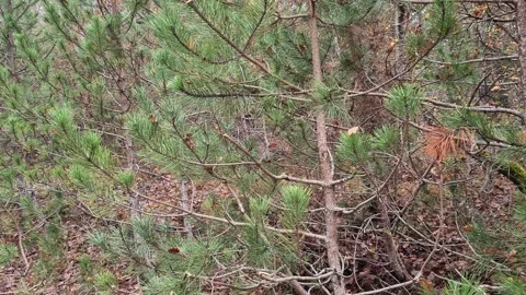Forest 12 uhd Stock Footage 220039486