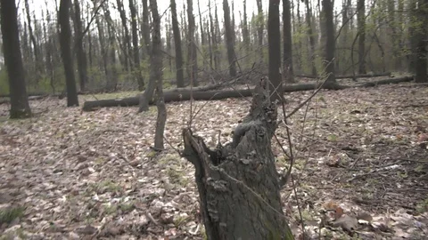 Forest 13 Vídeos de archivo 127120319