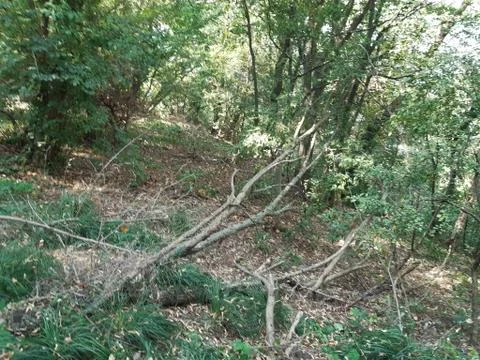 Forest 13 스톡 사진