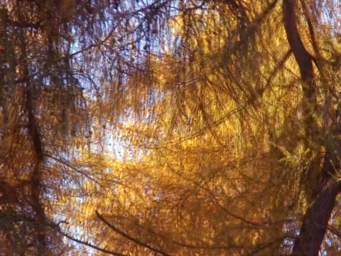 Forest 14 Stock Footage 489852