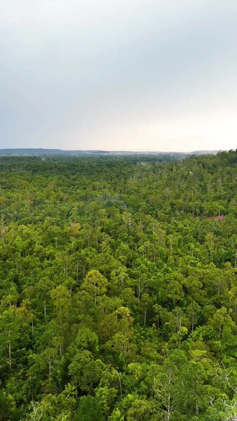 FOREST 14 Stock Footage 297732141