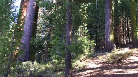 The Forest 14 - HD Stock Footage 133919