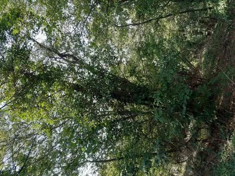 Forest 14 Stock Photos