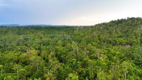 FOREST 15 Stock Footage 297732139