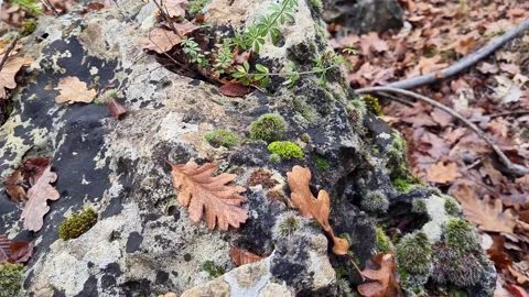 Forest 15 uhd Stock Footage 220039371