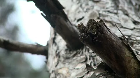 Forest 16 Stock Footage 10678873