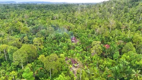 FOREST 16 Stock-Footage 297732140