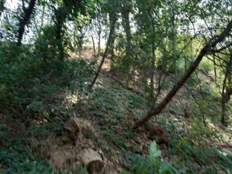 Forest 16 Stock Photos