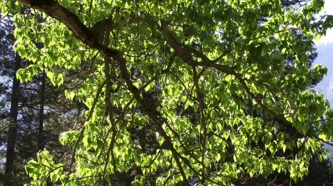 The Forest 17 - HD Stock Footage 133922