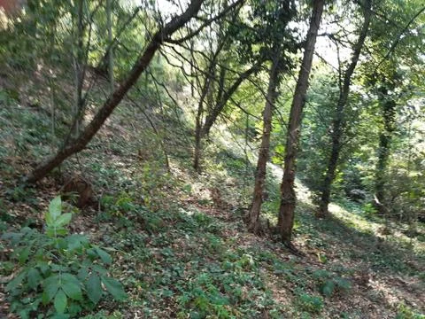 Forest 17 Stock Photos