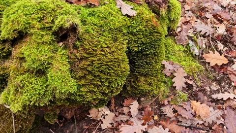 Forest 17 uhd Stock Footage 220039448