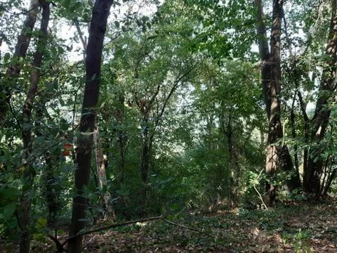 Forest 18 Stock Photos
