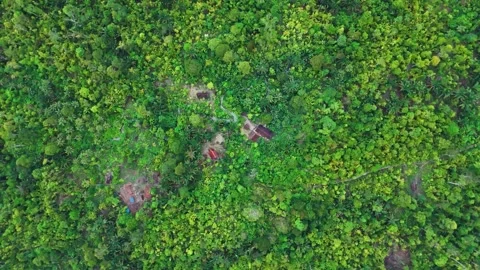 FOREST 19 Video stock 297732212