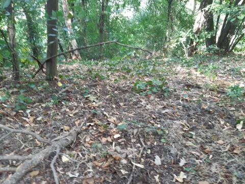 Forest 19 Stock Photos