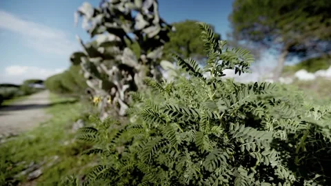 FOREST 2 4K Stock Footage 275340741