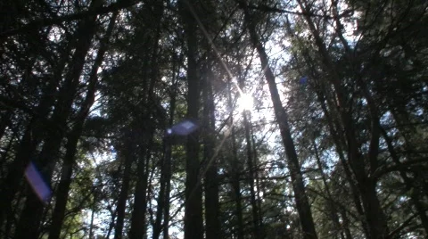 Forest 2 Stock Footage 506789