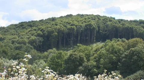 Forest 2 Stock Footage 8156417