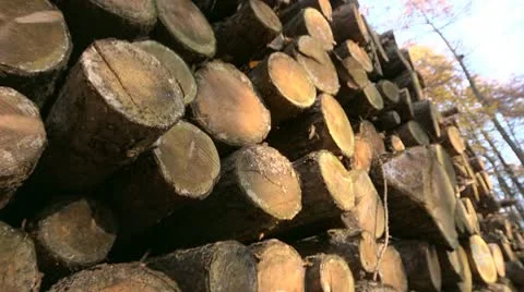 In the Forest 2 Stock Footage 10593139