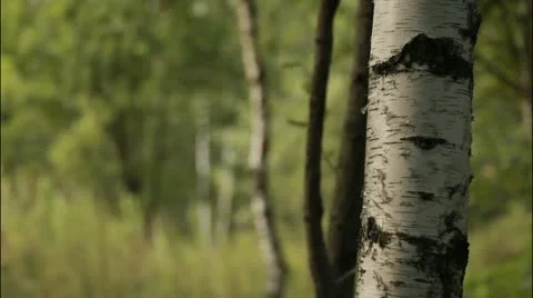 Forest 2 Stockbeeldmateriaal 20514661