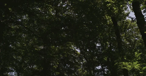 Forest 2 Видео 26218170